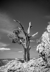 Grand Canyon Tree