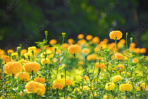 Fotoobraz na płótnie Marigolds.Tagetes erecta, nagietek meksykański, nagietek aztecki, nagietek afrykański ..