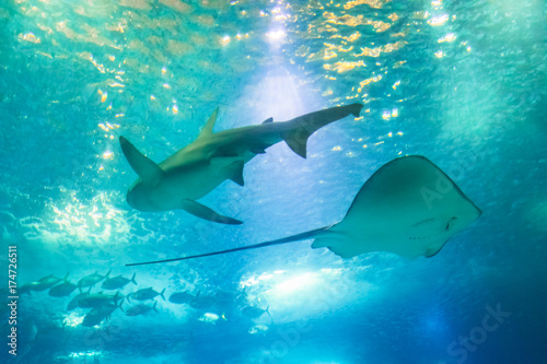 Plakat Widok z dołu Big Shark i Sting Ray lub Myliobatis Aquila, pływanie pod błękitnym oceanem. Podwodne niebieskie tło. Podwodne życie morskie.