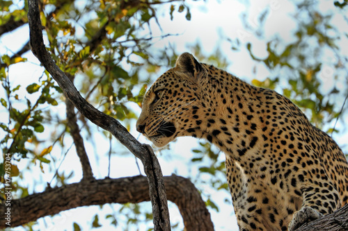Plakat Lampart je antylopy na drzewie, Kruger park narodowy, Południowa Afryka