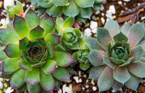 Succulents Background