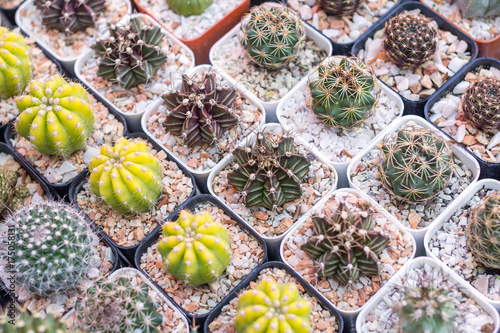 Fototapeta Cactus or Succulents in plastic pot at tree market for decoration and landscape idea concept design.