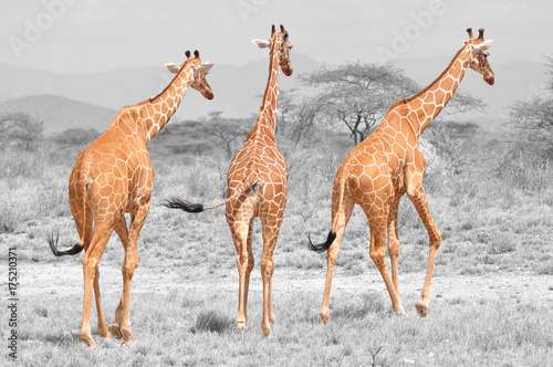 Obraz Fotograficzny Color isolation: three reticulated giraffes