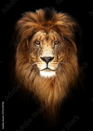 Obraz Fotograficzny Portrait of a Beautiful lion, lion in dark