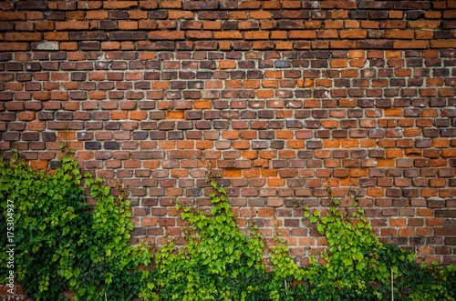 Vintage red brick wall background overgrown with ivy