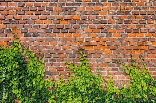 Vintage red brick wall background overgrown with ivy