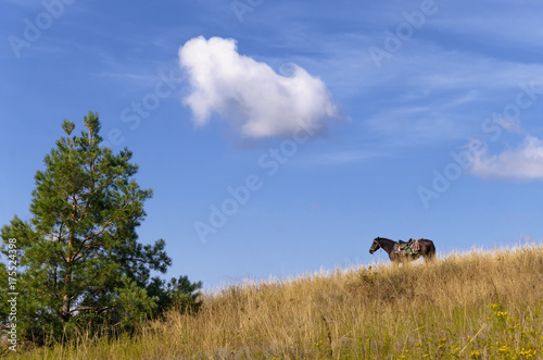 a horse waiting for its rider on the hillside, covered with dry grass under a blue autumn sky
