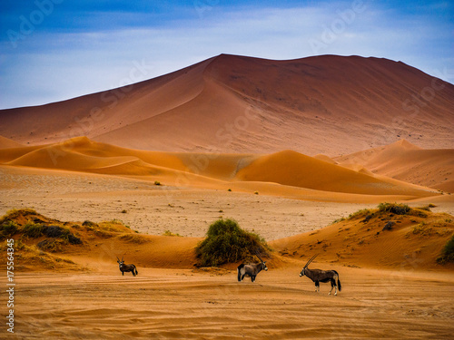 Zdjęcie XXL Kontrastujące wydmy w popołudniowym słońcu. Namibia Desert, Namibia