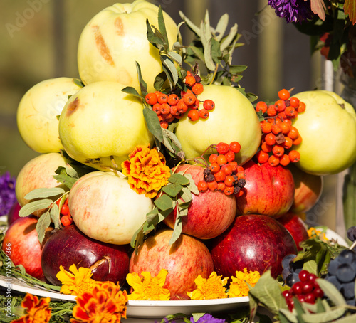 harvest of ripe apples in the fall in nature