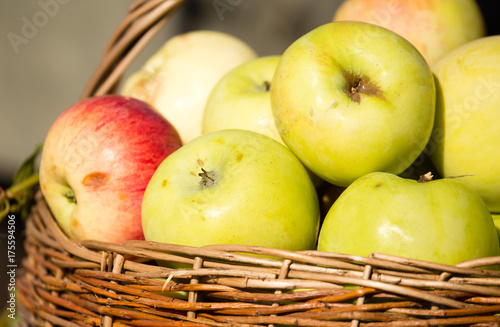 harvest of ripe apples in the fall in nature