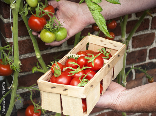 Männliche Person pflückt Tomaten aus Freilandanbau und hält Korb in der Hand, Solanum lycopersicum
