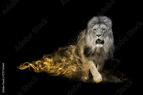 Obraz na płótnie Lion one of the big five animals you must see in africa animal kingdom collection with amazing effect