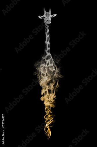 Obraz Fotograficzny Giraffe africa wildlife image of the animal kingdom collection with amazing effect