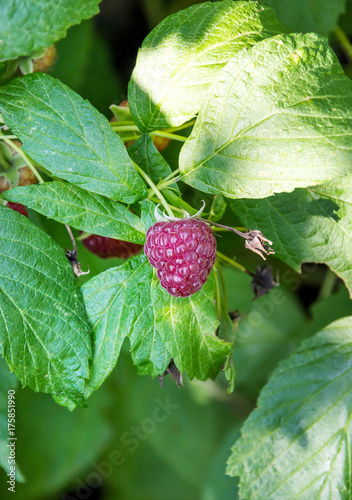 Raspberries on the bushes. Natural background.