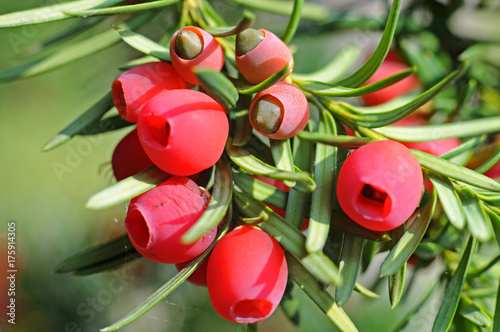 reife und halbreife Samen einer Eibe