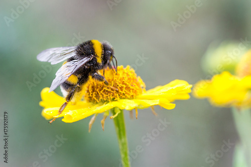 Plakat Zamyka up piękny pasiasty bumblebee zgromadzenia pollen od koloru żółtego ogródu kwiatu. Niewyraźne miękkie tło