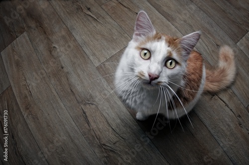 Katze sitzt auf Holzboden und schaut lustig nach oben