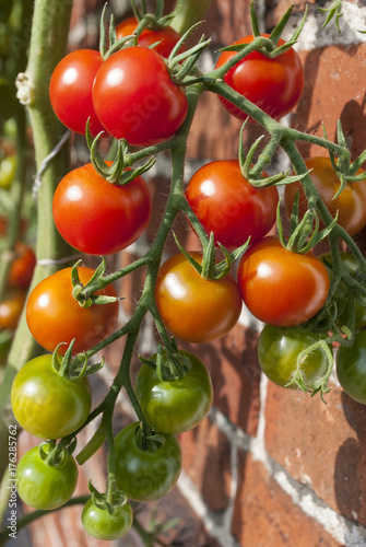 Rote und grüne Tomaten an einem Tomatenstrauch, Freilandanbau, Paradeiser, Solanum lycopersicum 