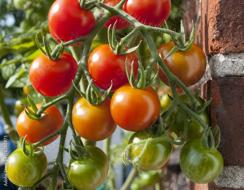 Rote und grüne Tomaten an einem Tomatenstrauch, Paradeiser, Biotomaten, Solanum lycopersicum 