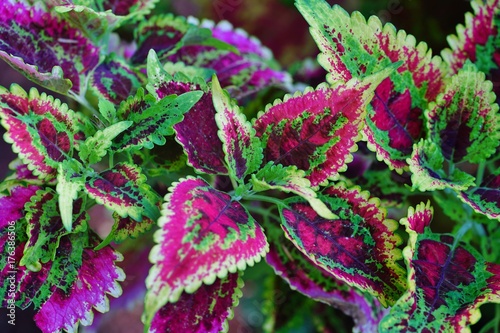 Plakat Czerwoni i zieleni liście coleus roślina, Plectranthus scutellarioides