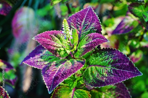 Plakat Czerwoni i zieleni liście coleus roślina, Plectranthus scutellarioides