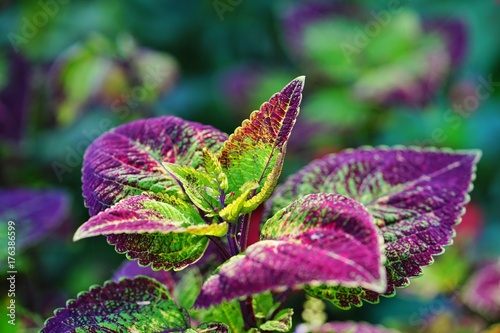 Plakat Czerwoni i zieleni liście coleus roślina, Plectranthus scutellarioides