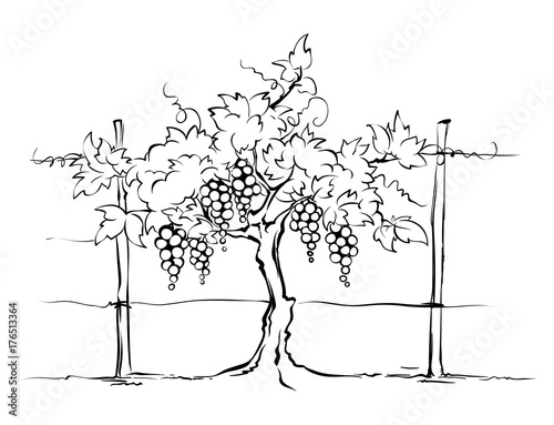 Vineyard / Grape on the trellis, graphic vector illustration