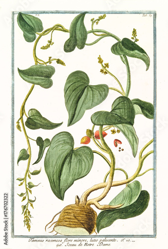 Иллюстрация: Old botanical illustration of Tamnus racemosa (Dioscorea communis). By G. Bonelli on Hortus Romanus, publ. N. Martelli, Rome, 1772 – 93 Old botanical illustration of Tamnus racemosa (Dioscorea communis). By G. Bonelli on Hortus Romanus, publ. N. Martelli, Rome, 1772 – 93