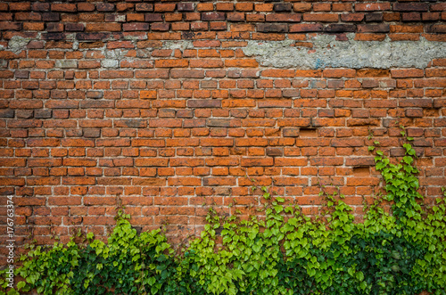 Vintage red brick wall background overgrown with ivy