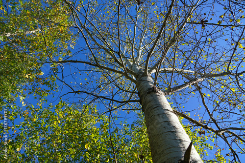 Low angle view of green tree trunk and branches