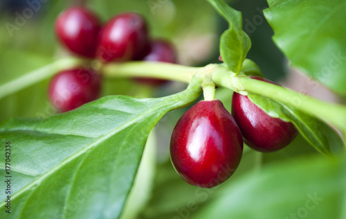 Kaffeepflanze mit reifen, roten Kaffeekirschen, Coffea arabica, Rubiaceae, Robusta