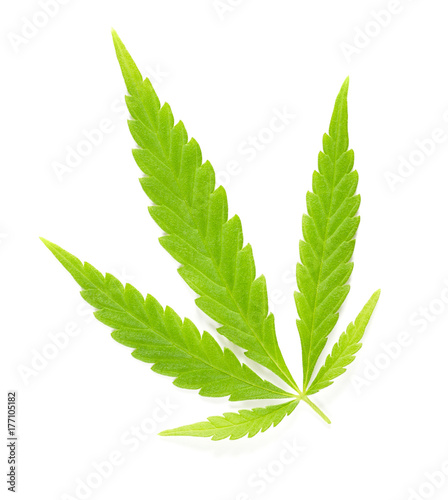 Obraz na płótnie Liść liści konopi na białym. Świeży zielony konopny liść Cannabis ruderalis, niski THC gatunek używać jako herbata w tradycyjnej ludowej medycynie i. Makro- karmowy fotografii zakończenie up od above na białym tle.