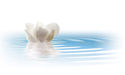 flores sobre agua