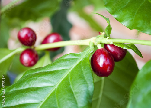 Kaffeepflanze mit reifen, roten Kaffeekirschen, Coffea arabica, Rubiaceae, Robusta
