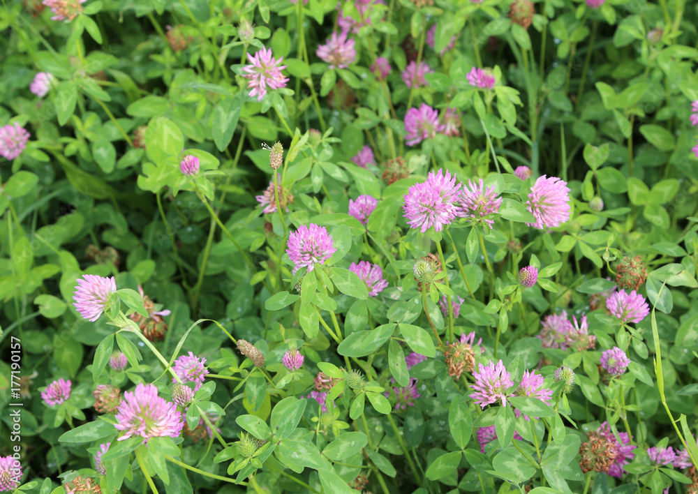clover plant with flowers and leaves. Ideal food of rabbits and