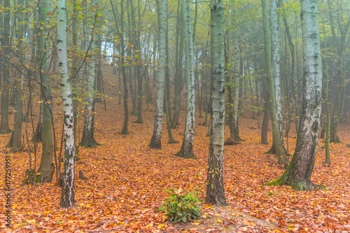 Colorful autumn deciduous forest in light mist