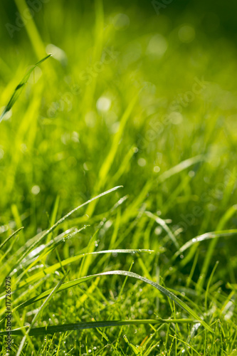 Natural Green Grass Background 