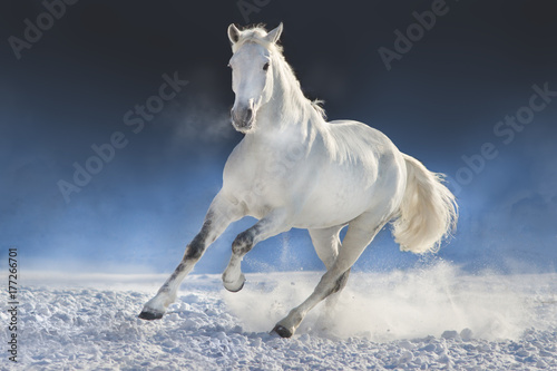 Obraz na płótnie White horse run in snow field against dark background