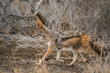 Black-backed jackal in Kruger National park, South Africa Black-backed jackal in Kruger National park, South Africa