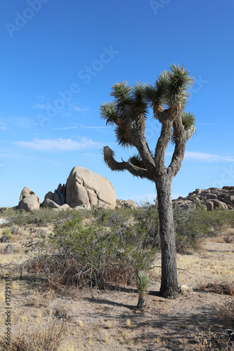 Fotoobraz na płótnie Joshua Tree w Joshua Tree National Park. Kalifornia. USA