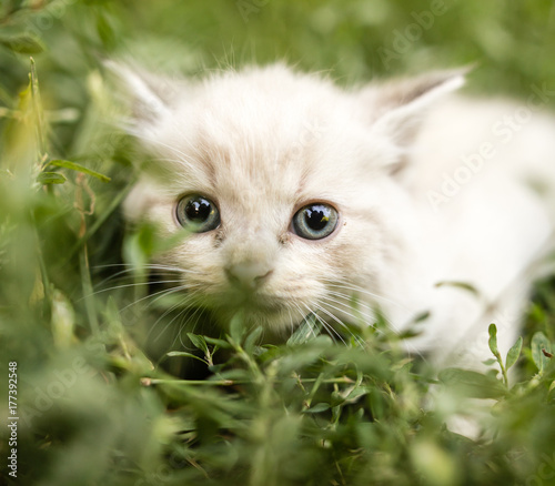 little kitten is walking in green grass outdoors