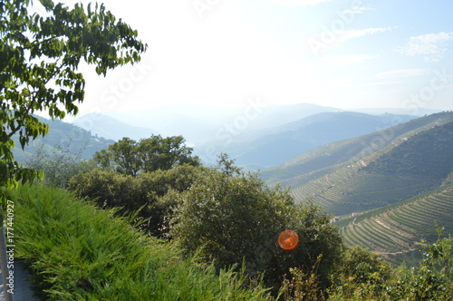 COA/DOURO VINHATEIRO