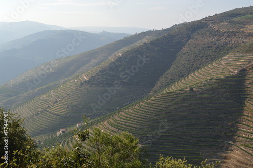 COA/DOURO VINHATEIRO