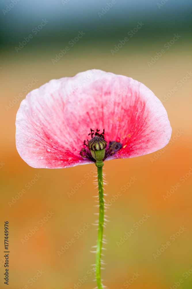 Rosafarbene Mohnblume mit Blütenstempel