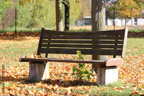 Holzbank/ Parkbank an einem Ahornbaum (Acer) im Oktober