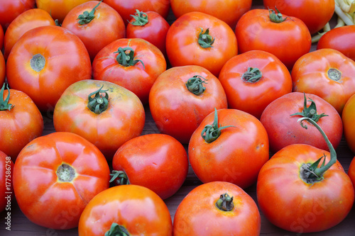 close up on fresh farm picked tomatoes in harvest season