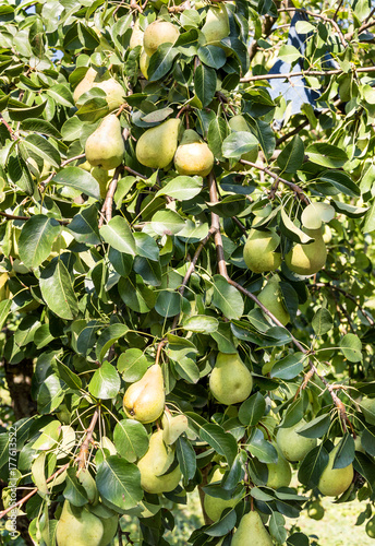 Harvest of pears on a branch of a pears tree.