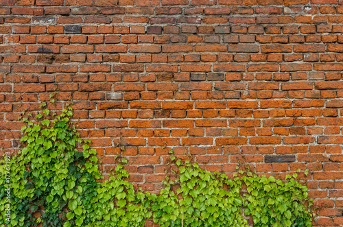 Vintage red brick wall background overgrown with ivy