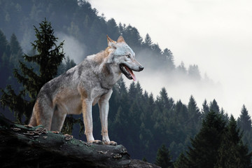 Wolf hunting in mountain