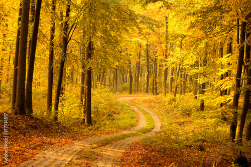 Autumn Forest. Pomerania, Poland 